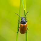 Insecte